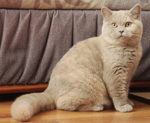 Лилово-кремовая черепаха британский котенок. Британец черепахового окраса       
